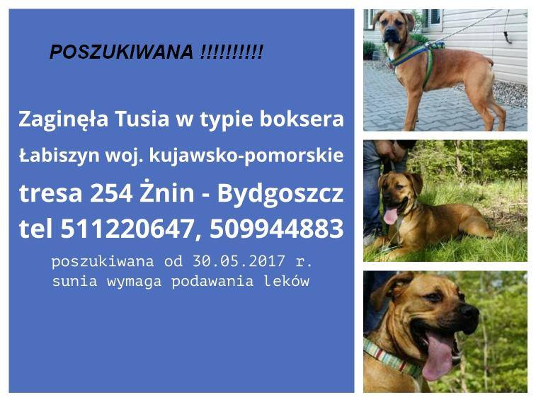 ZNALEZIONA !!!! - UWAGA!!! Zaginęła sunia boxera Tusia - Łabiszyn woj. kujawsko-pomorskie